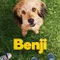Benji fragman izle